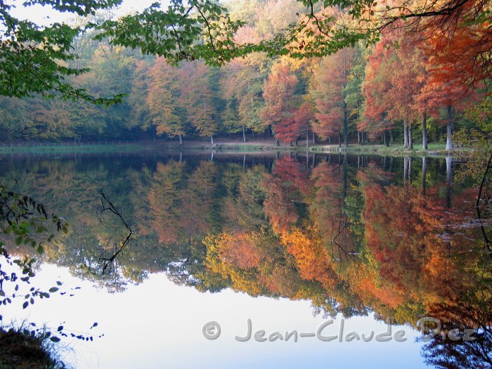 Etang de la Herse06.jpg - Etang de la Herse en forêt de Bellême